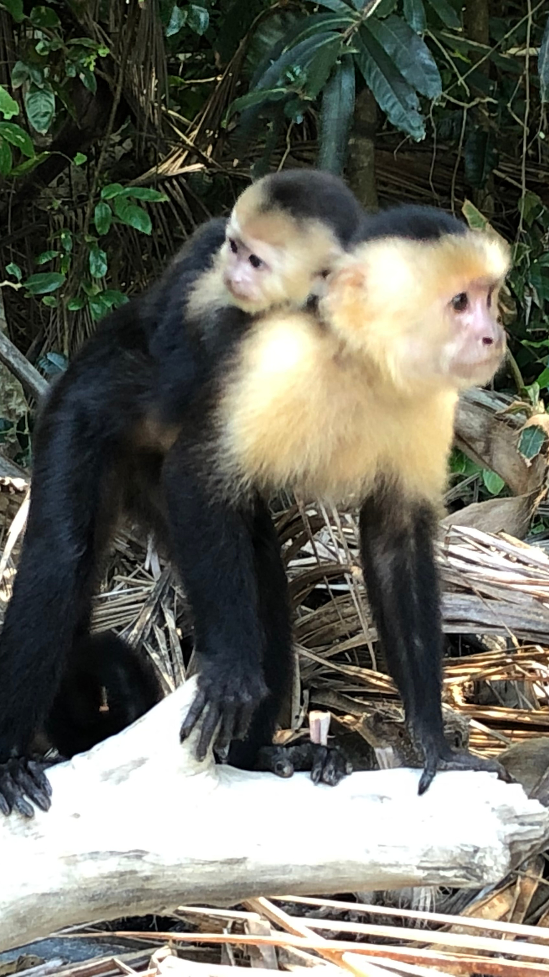 Diseño sin título (74)